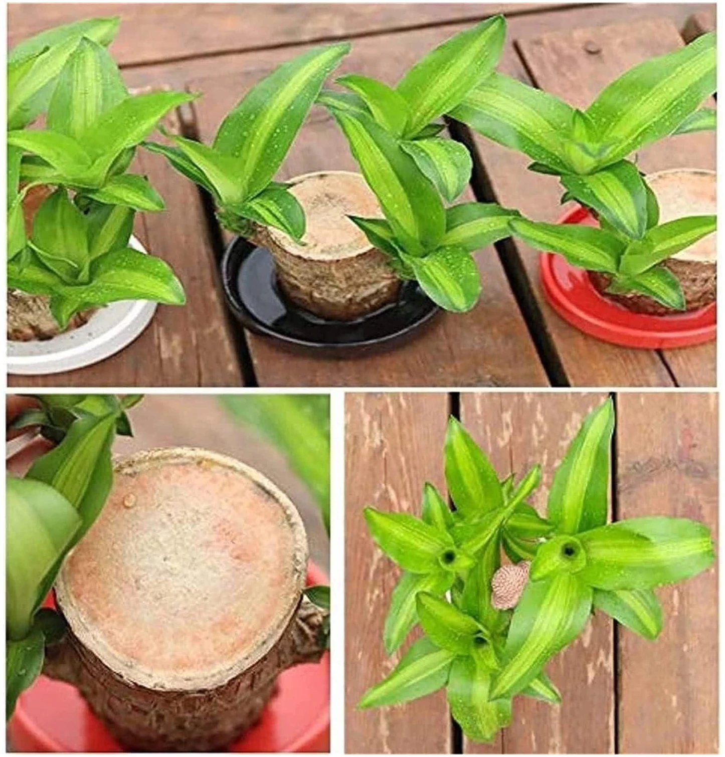 Brazilian Lucky Wood, Mini Home Plant Decorations - Image 3