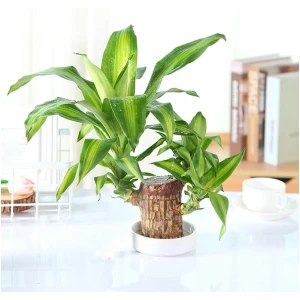 Brazilian Lucky Wood, Mini Home Plant Decorations