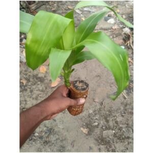 Brazilian Lucky Wood Mini Home Plant Decorations