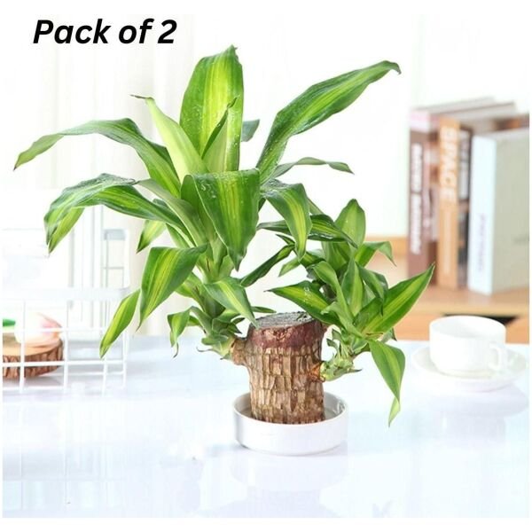 Brazilian Lucky Wood Mini Home Plant Decorations - Image 4