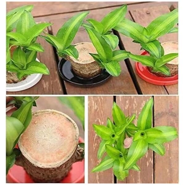 Brazilian Lucky Wood Mini Home Plant Decorations - Image 3