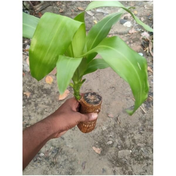 Brazilian Lucky Wood Mini Home Plant Decorations - Image 3
