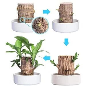 Brazilian Lucky Wood Mini Home Plant Decorations (Pack of 3)