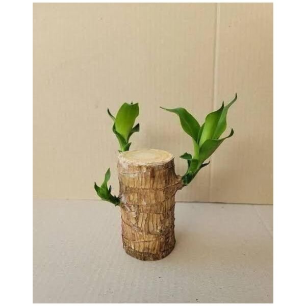 Brazilian Lucky Wood Mini Home Plant Decorations (Pack of 3) - Image 4
