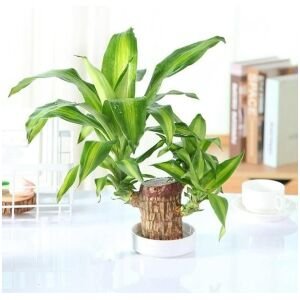 BD Brazilian Lucky Wood Mini Home Plant Decorations
