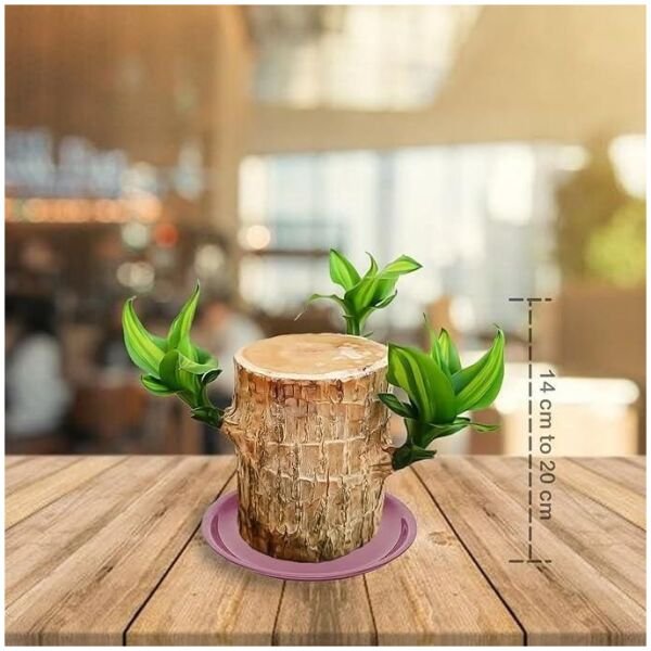 Brazilian Lucky Wood Mini Home Plant Decorations - Image 2