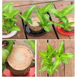 Brazilian Lucky Wood Mini Home Plant Decorations