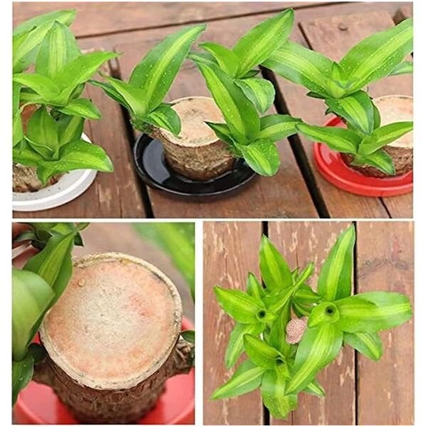 Brazilian Lucky Wood Mini Home Plant Decorations