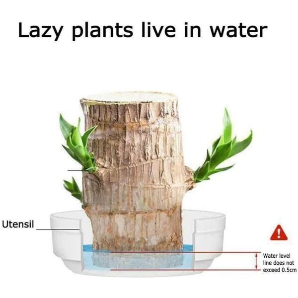 BD Brazilian Lucky Wood Mini Home Plant Decorations - Image 2