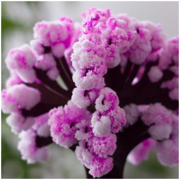 Magic Cherry Blossom Tree - Image 3