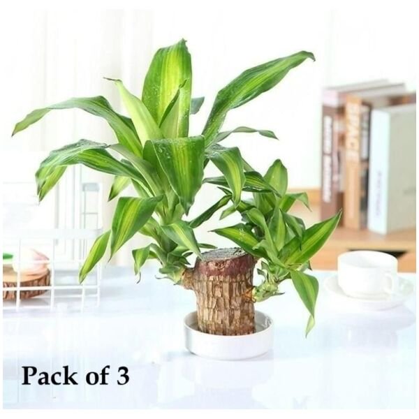 Brazilian Lucky Wood Mini Home Plant Decorations (Pack of 3) - Image 2