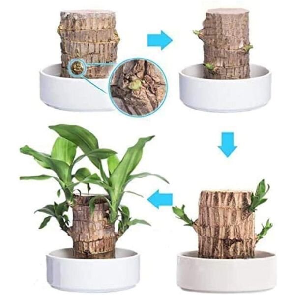 Brazilian Lucky Wood Mini Home Plant Decorations - Image 2