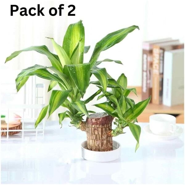 Brazilian Lucky Wood Mini Home Plant Decorations (Pack of 2) - Image 2